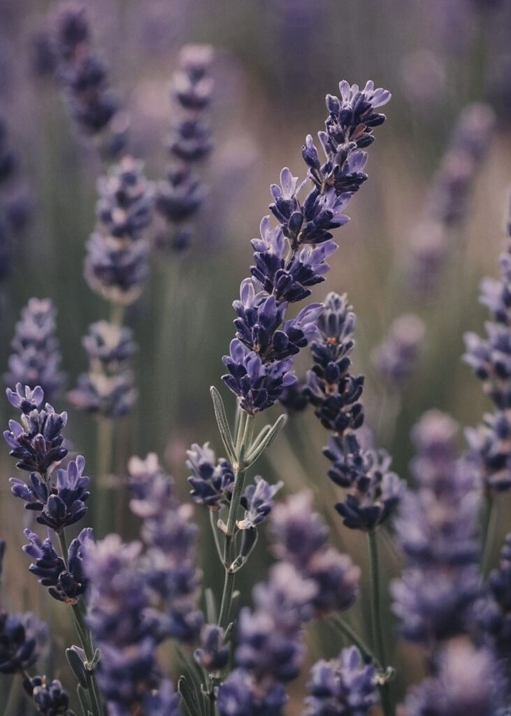 aceite esencial lavanda ecologica
